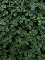 wallpaper green clover leaves with dew drops photo