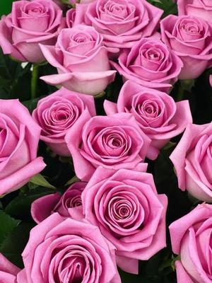 100+ Pink Rose Pictures [HD] | Download Free Images & Stock Photos on  Unsplash