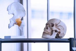 esqueleto artificial como cráneo, hueso y dientes en laboratorios de colegios y universidades para la enseñanza, el aprendizaje, la investigación forense, la anatomía, la biología y la ciencia antigua foto