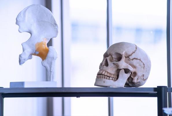 Artificial skeleton such as skull, bone and teeth in colleges and universities laboratory for teaching, learning, research forensic, anatomy, biology and ancient  science