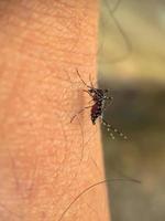 mosquitos que chupan sangre humana foto