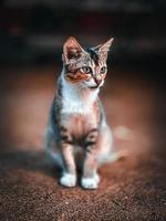 retrato de un gato foto