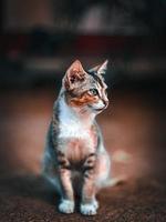 retrato de un gato foto