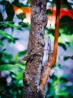 Chameleon on a tree photo