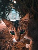 Portrait of a cat photo