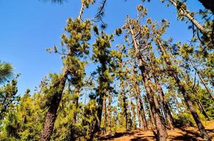 Trees in the forest photo