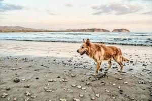 Dog on the shore photo