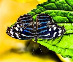 Beautiful butterfly in Costa Rica photo