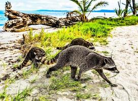 Racoons on the shore photo