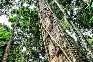 Trees in forest photo