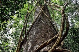 Trees with vines photo