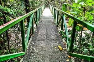 Trees along bridge photo