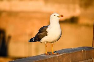 Seagull on building photo