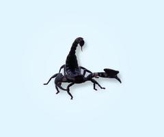 black scorpion isolated on blue white gradient background photo