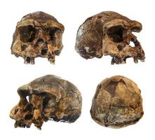 Set of Homo erectus skull . Discovered in 1969 in Sangiran , Java , Indonesia . Dated to 1 million years ago . photo