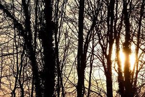 Silhouette of trees photo