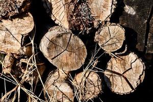 Pile of logs photo