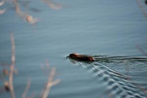 Small animal swimming photo