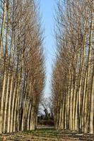 Trees along the path photo