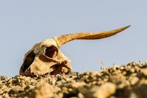 cráneo animal en el desierto foto