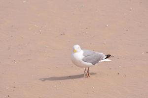 Seagull on sand photo
