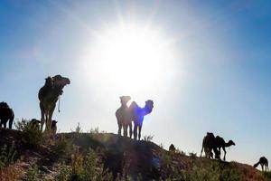 Morroco camels outside photo