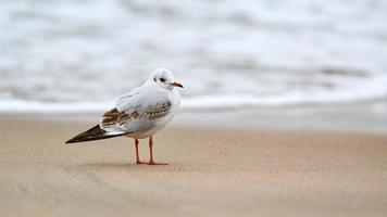 gaviota de cabeza negra en el fondo de la playa, el mar y la arena foto