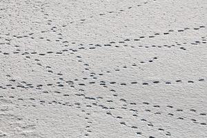 Bird footprints and traces on white snow, close-up photo