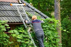 mujer en la escalera podando el follaje verde de la vid para la decoración, escalera de tijera para la jardinería doméstica foto