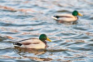 Flock of mallard ducks floating in water photo