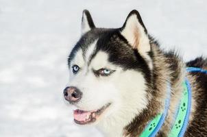 Siberian husky dog close up outdoor face portrait. Sled dogs race training in cold snow weather. Strong, cute and fast purebred dog for teamwork with sleigh. photo
