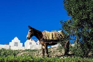 Pony standing near tree photo