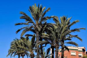 Large palm trees photo