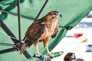 Hawk close up photo