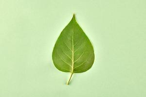 One green syringa tree leaf on light green background, detailed macro close up photo of liliac leaf