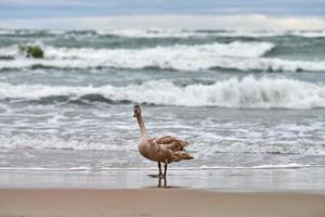 Young brown colored swan walking by Baltic sea, close up photo