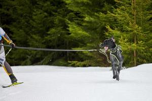 carreras deportivas de perros skijoring foto