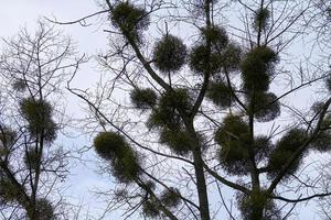 Viscum shrubs on tree branches photo