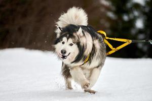 Running Malamute dog on sled dog racing photo