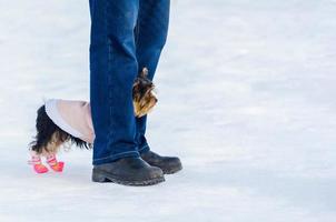Yorkshire Terrier little dog and its owner, snow winter background. Small, cute doggy in suit with pink boots. Copy space photo