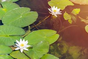 Water lily flower in city pond. Beautiful white lotus with yellow pollen. National symbol of Bangladesh. photo