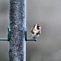 A view of a Goldfinch photo