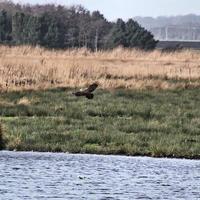 A view of a Marsh Harrier in flight at Martin Mere Nature Reserve photo