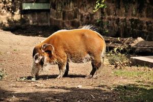 una vista de un cerdo de río rojo foto