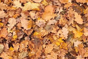 hojas de otoño, vista superior foto