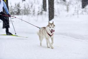 competencia de skijoring de perros foto