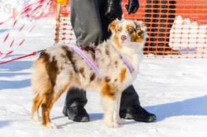 hermoso perro husky siberiano con un color de piel inusual, retrato al aire libre. entrenamiento de carreras de perros de trineo en clima frío de nieve. foto