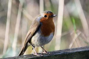 A view of a Robin photo