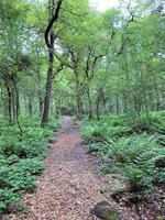 A view of the Cheshire Countryside near Beeston Castle photo