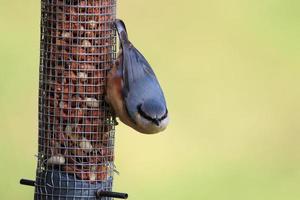 A view of a Nuthatch on a bird feeder photo